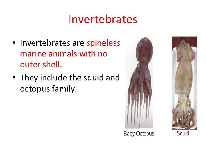 Invertebrates • Invertebrates are spineless marine animals with no outer shell. • They include
