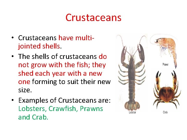 Crustaceans • Crustaceans have multijointed shells. • The shells of crustaceans do not grow