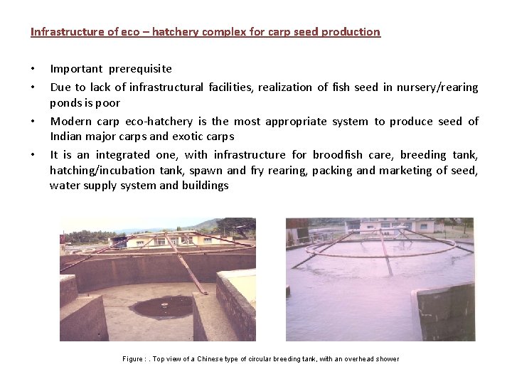 Infrastructure of eco – hatchery complex for carp seed production • • Important prerequisite