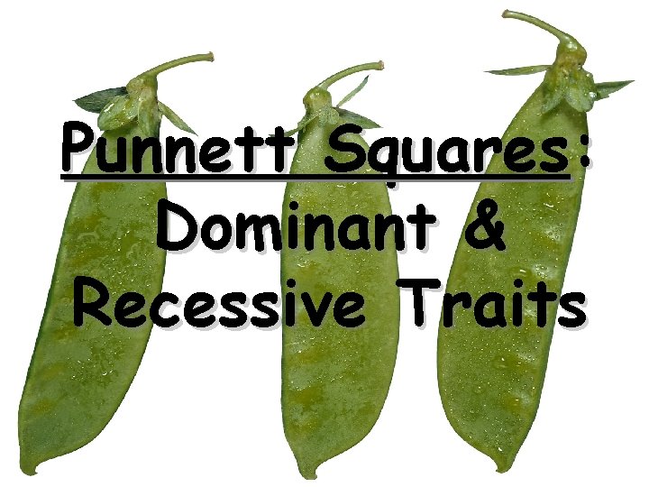 Punnett Squares: Dominant & Recessive Traits 