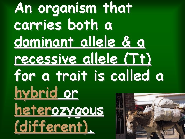 An organism that carries both a dominant allele & a recessive allele (Tt) for An organism that carries both a dominant allele & a recessive allele (Tt) for