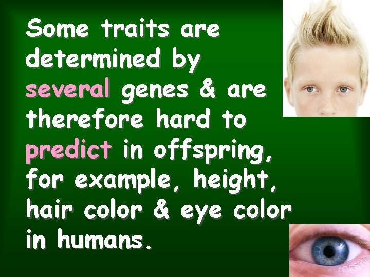 Some traits are determined by several genes & are therefore hard to predict in Some traits are determined by several genes & are therefore hard to predict in