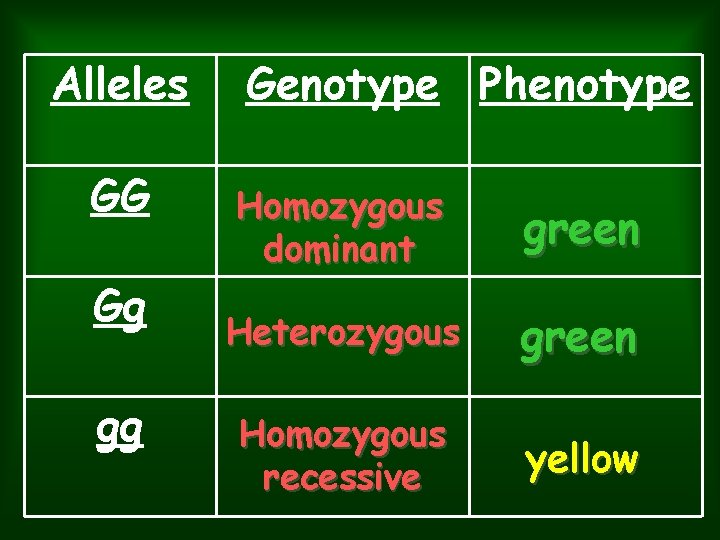 Alleles GG Gg gg Genotype Phenotype Homozygous dominant green Heterozygous green Homozygous recessive yellow