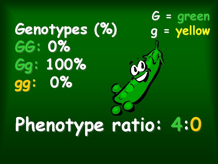 Genotypes (%) GG: 0% Gg: 100% gg: 0% G = green g = yellow Genotypes (%) GG: 0% Gg: 100% gg: 0% G = green g = yellow