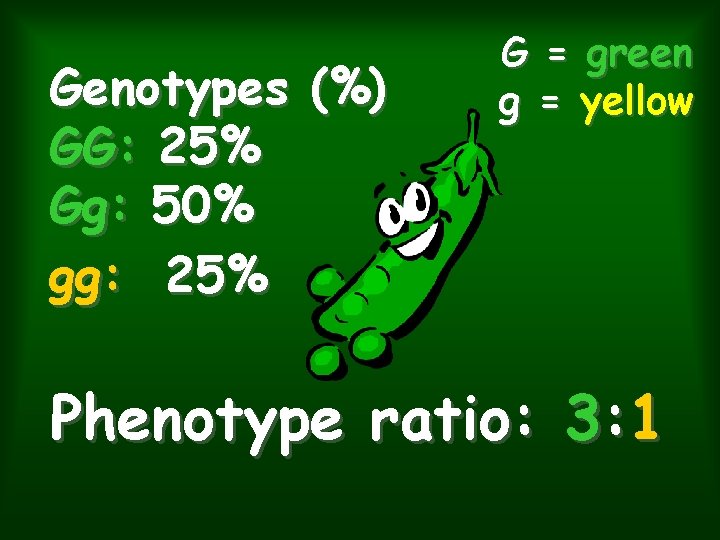 Genotypes (%) GG: 25% Gg: 50% gg: 25% G = green g = yellow