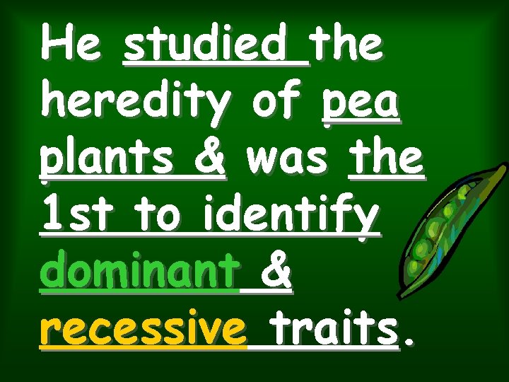 He studied the heredity of pea plants & was the 1 st to identify