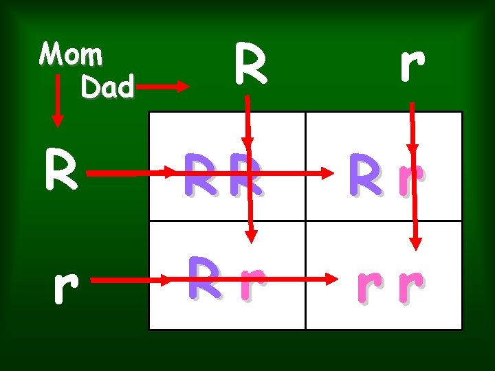 R r R RR Rr rr Mom Dad R r R RR Rr rr Mom Dad