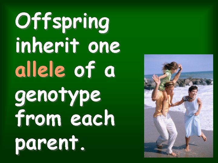 Offspring inherit one allele of a genotype from each parent. 