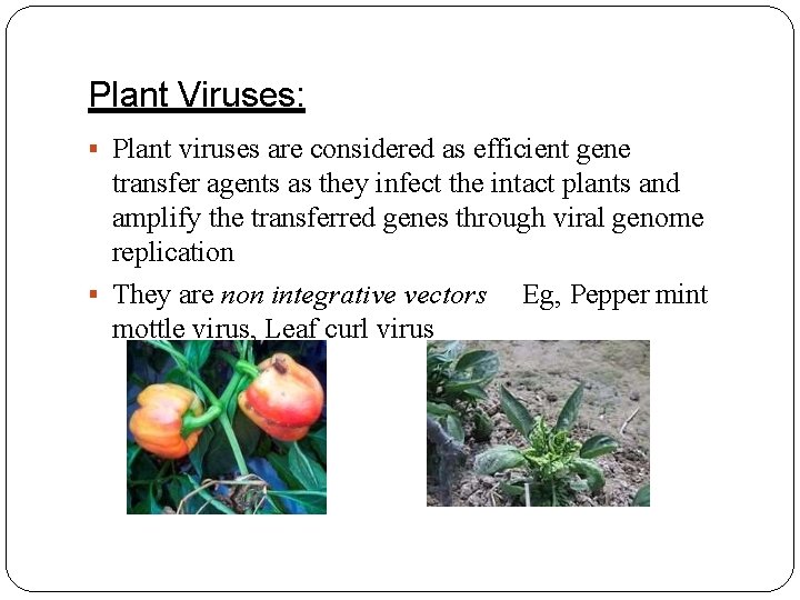 Plant Viruses: Plant viruses are considered as efficient gene transfer agents as they infect