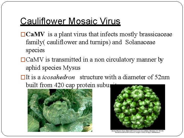 Cauliflower Mosaic Virus �Ca. MV is a plant virus that infects mostly brassicaceae family(