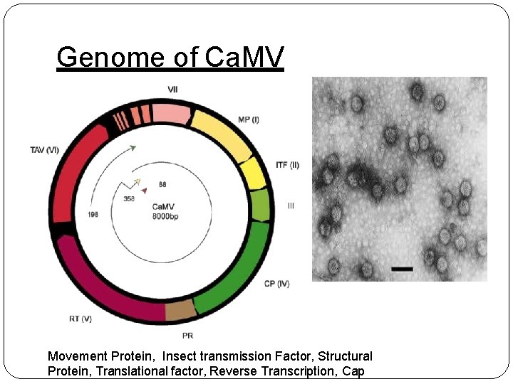 Genome of Ca. MV Movement Protein, Insect transmission Factor, Structural Protein, Translational factor, Reverse