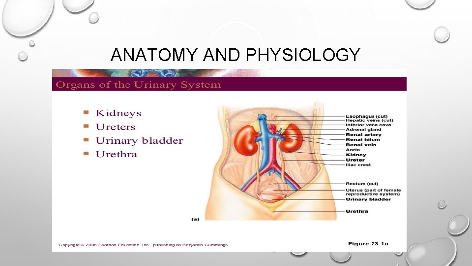 ANATOMY AND PHYSIOLOGY 