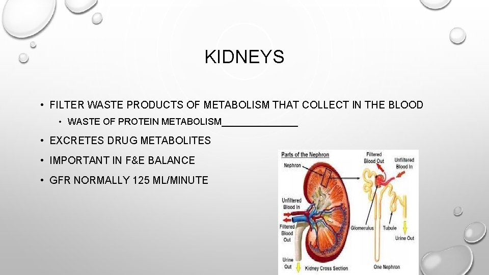 KIDNEYS • FILTER WASTE PRODUCTS OF METABOLISM THAT COLLECT IN THE BLOOD • WASTE