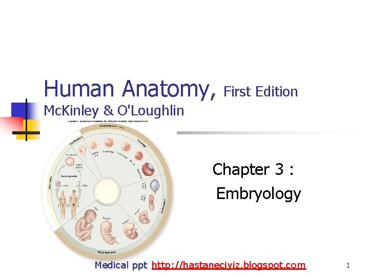 Human Anatomy, First Edition Mc. Kinley & O'Loughlin Chapter 3 : Embryology Medical ppt