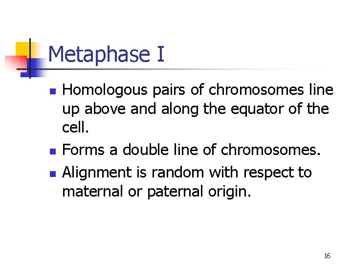 Metaphase I n n n Homologous pairs of chromosomes line up above and along