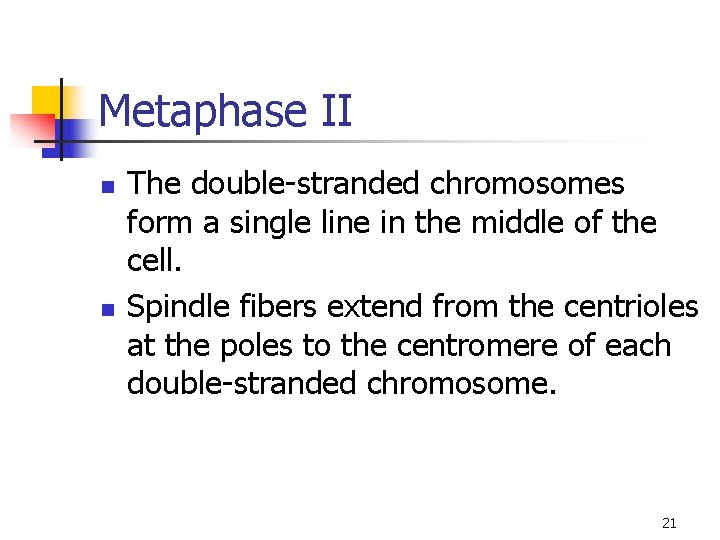 Metaphase II n n The double-stranded chromosomes form a single line in the middle