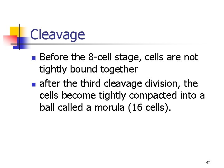 Cleavage n n Before the 8 -cell stage, cells are not tightly bound together