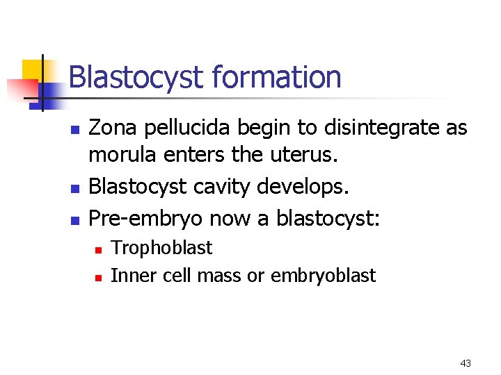 Blastocyst formation n Zona pellucida begin to disintegrate as morula enters the uterus. Blastocyst
