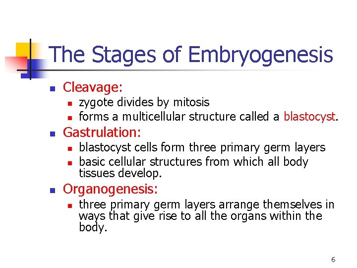 The Stages of Embryogenesis n Cleavage: n n n Gastrulation: n n n zygote