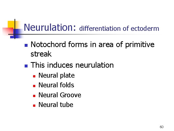 Neurulation: n n differentiation of ectoderm Notochord forms in area of primitive streak This