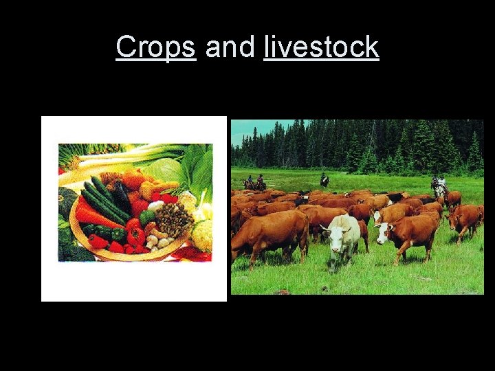 Crops and livestock 