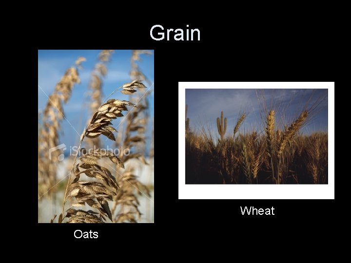 Grain Wheat Oats 