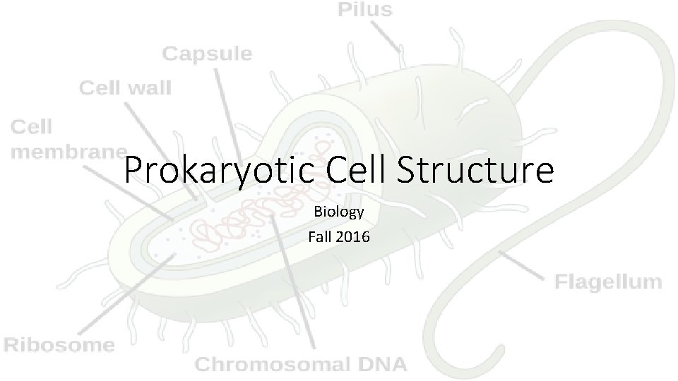 Prokaryotic Cell Structure Biology Fall 2016 