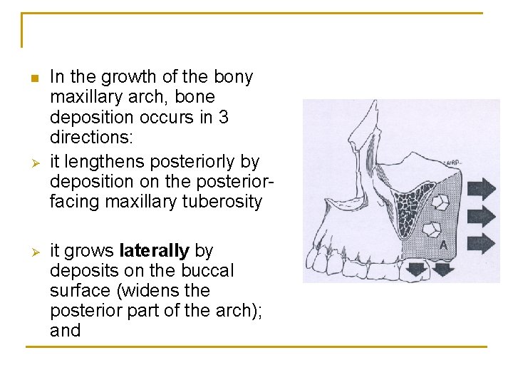 n Ø Ø In the growth of the bony maxillary arch, bone deposition occurs