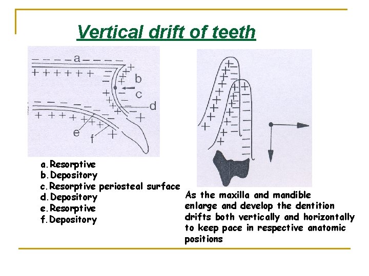 Vertical drift of teeth a. Resorptive b. Depository c. Resorptive periosteal surface As the