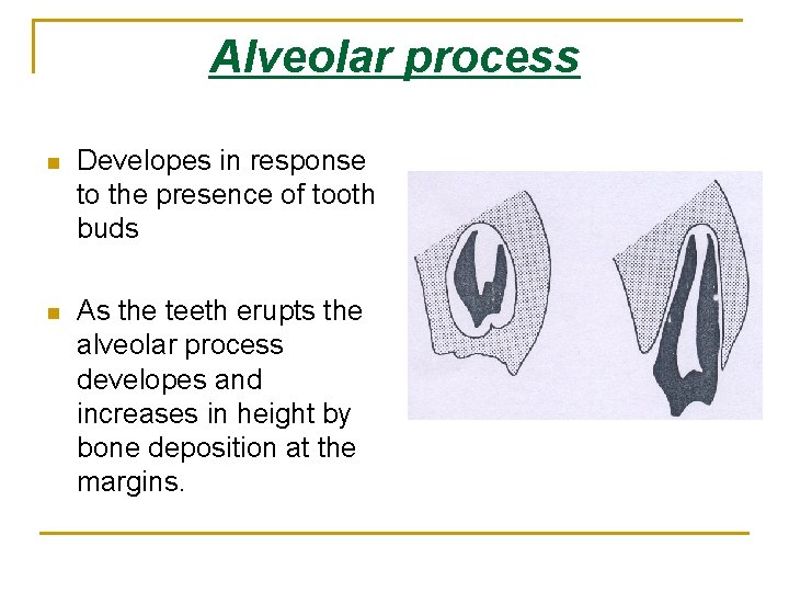Alveolar process n Developes in response to the presence of tooth buds n As