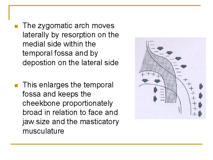 n The zygomatic arch moves laterally by resorption on the medial side within the