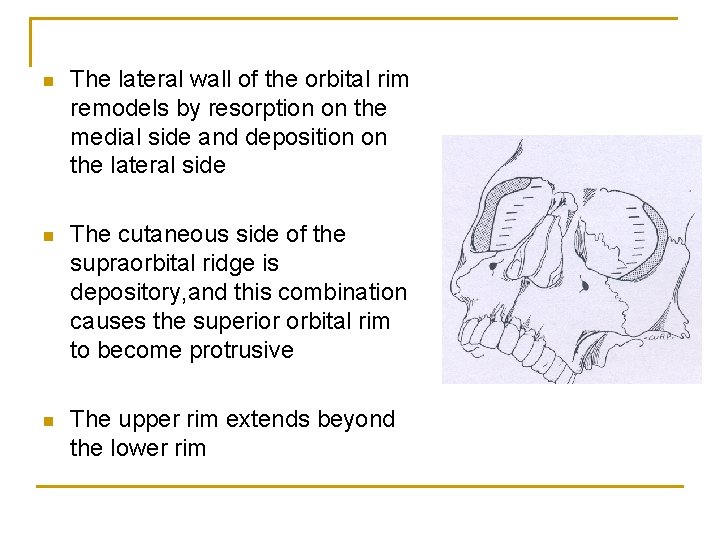 n The lateral wall of the orbital rim remodels by resorption on the medial