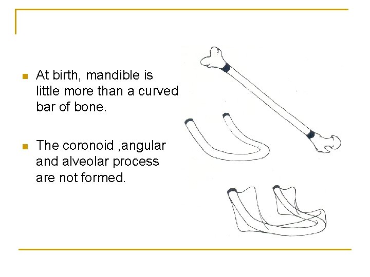 n At birth, mandible is little more than a curved bar of bone. n