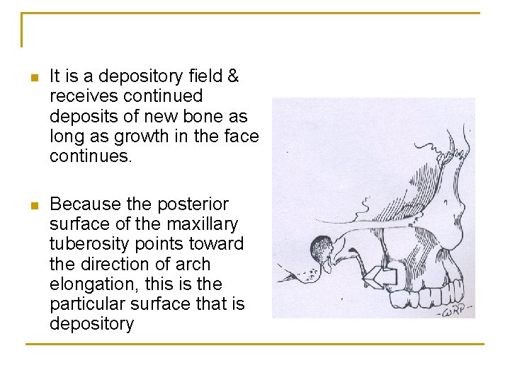 n It is a depository field & receives continued deposits of new bone as