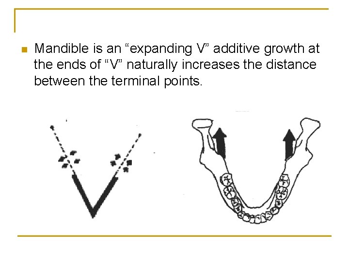 n Mandible is an “expanding V” additive growth at the ends of “V” naturally