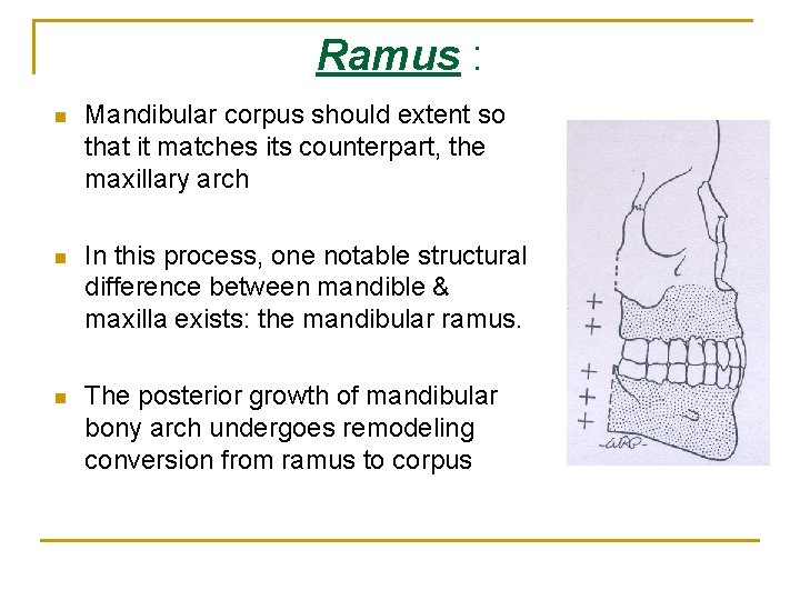 Ramus : n Mandibular corpus should extent so that it matches its counterpart, the