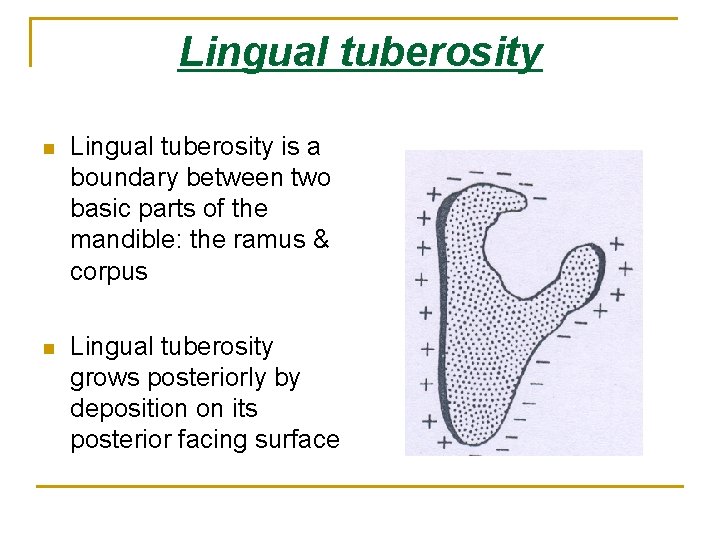 Lingual tuberosity n Lingual tuberosity is a boundary between two basic parts of the