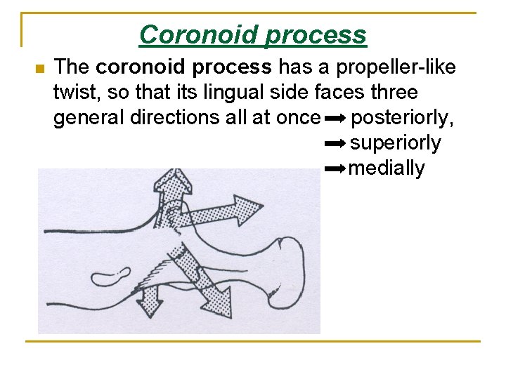 Coronoid process n The coronoid process has a propeller-like twist, so that its lingual