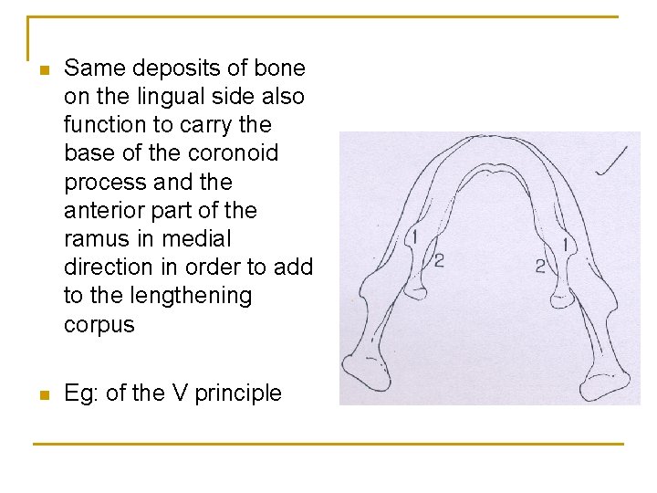 n Same deposits of bone on the lingual side also function to carry the