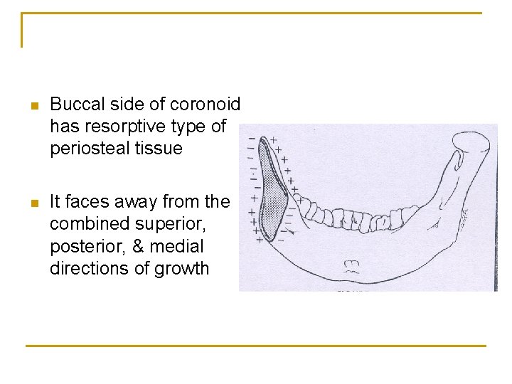 n Buccal side of coronoid has resorptive type of periosteal tissue n It faces