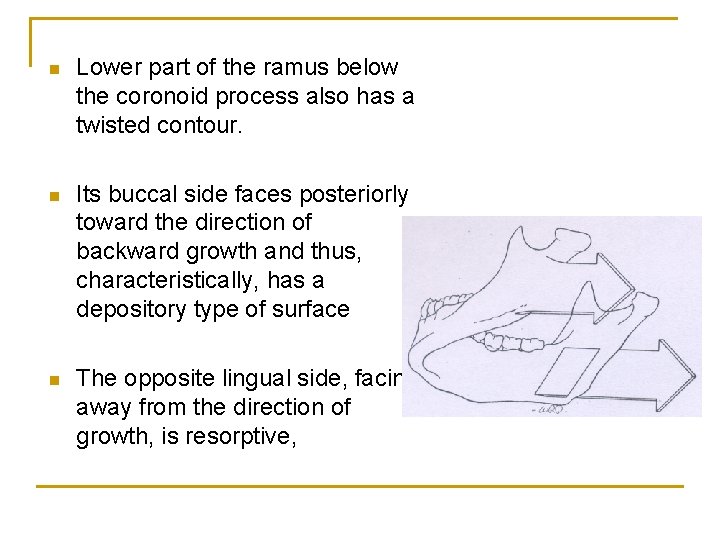 n Lower part of the ramus below the coronoid process also has a twisted