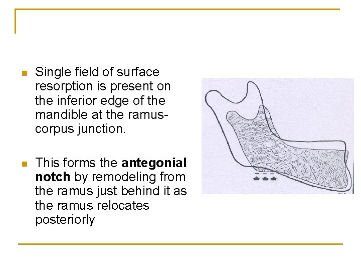 n Single field of surface resorption is present on the inferior edge of the