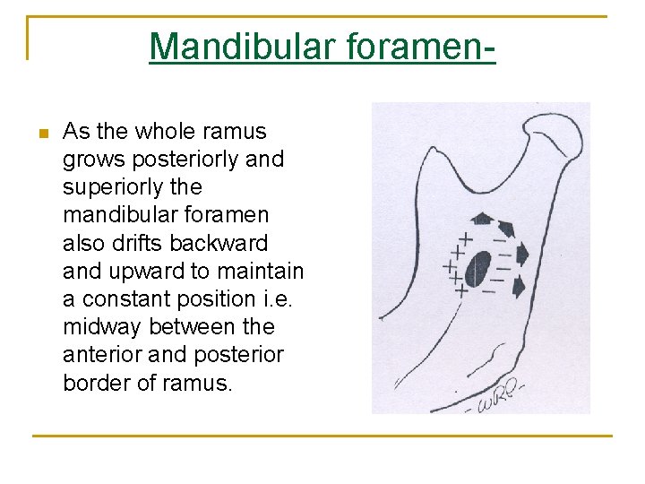 Mandibular foramenn As the whole ramus grows posteriorly and superiorly the mandibular foramen also