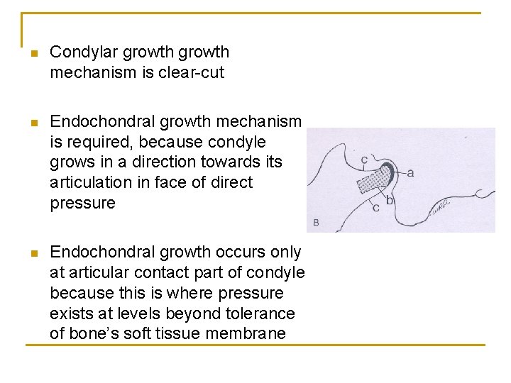 n Condylar growth mechanism is clear-cut n Endochondral growth mechanism is required, because condyle