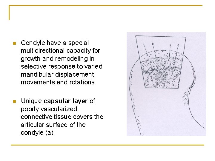 n Condyle have a special multidirectional capacity for growth and remodeling in selective response