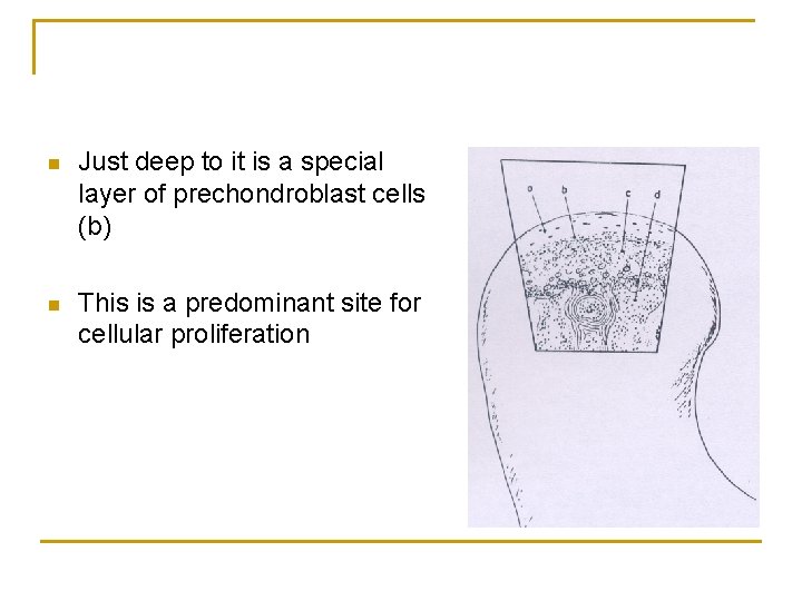 n Just deep to it is a special layer of prechondroblast cells (b) n