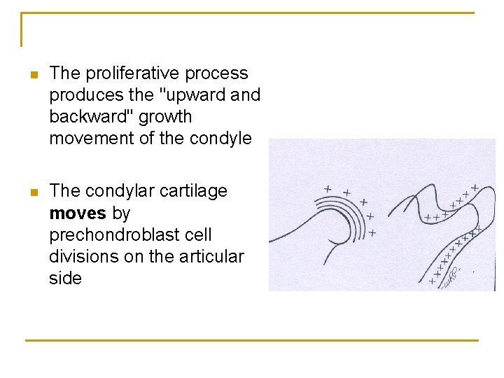 n The proliferative process produces the "upward and backward" growth movement of the condyle
