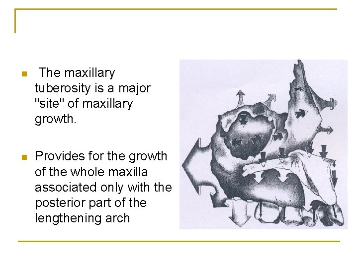 n The maxillary tuberosity is a major "site" of maxillary growth. n Provides for