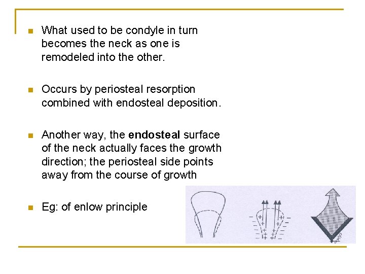 n What used to be condyle in turn becomes the neck as one is