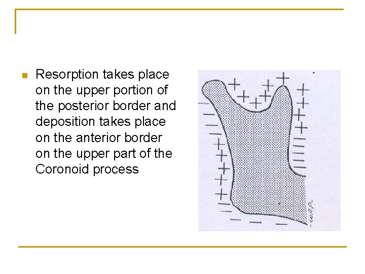 n Resorption takes place on the upper portion of the posterior border and deposition
